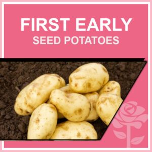 First Early Seed Potatoes