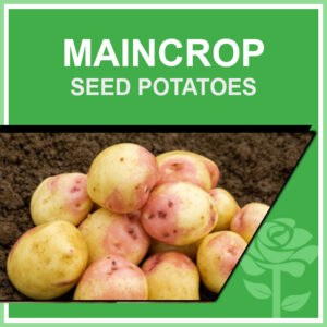 Maincrop Seed Potatoes