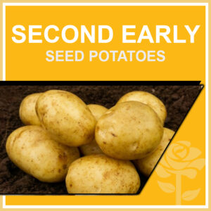Second Early Seed Potatoes