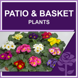 Patio & Basket Plants