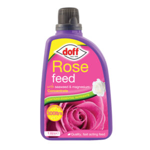 Rose Feed