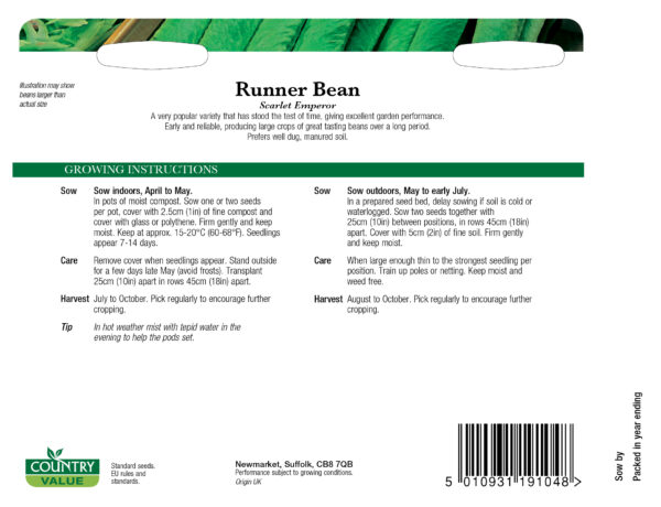 Runner Bean Scarlet Emperor - Image 2