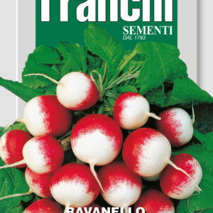 Ravanello Gaudry 2 (Radish)
