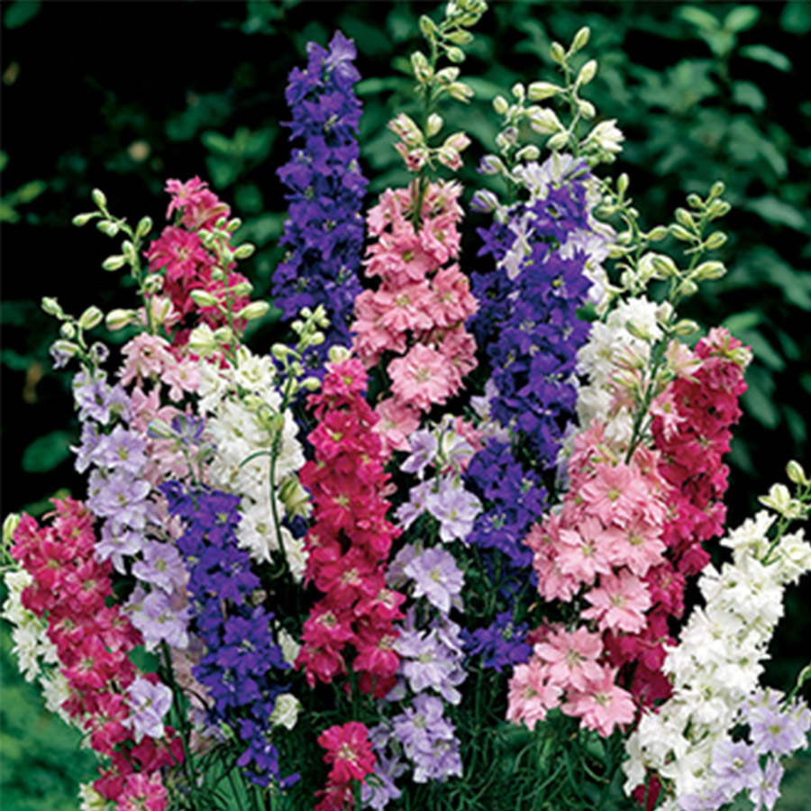 Larkspur Giant Imperial Mixed Plants Galore