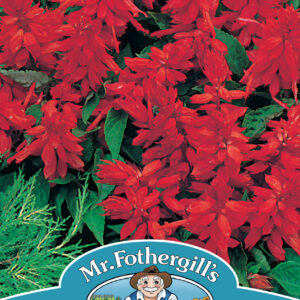 Salvia Blaze Of Fire