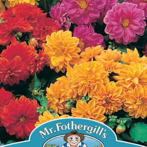 Dahlia Dwarf Double Mixed