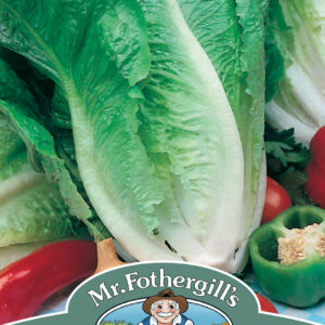 Lettuce Lobjoits Green Cos