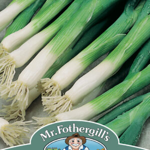 Onion (Spring) Evergreen Bunching