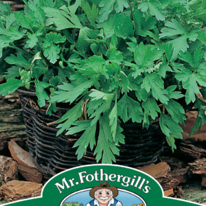 Parsley Plain Leaved 2