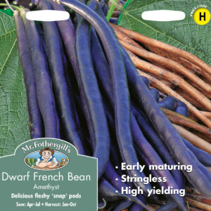 Dwarf French Bean Amethyst
