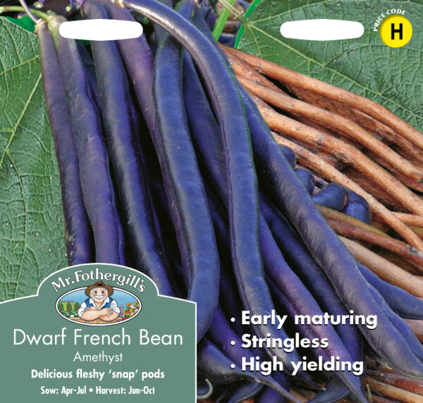 Dwarf French Bean Amethyst
