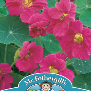 Nasturtium Jewel Cherry Rose