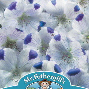 Nemophila Five Spot
