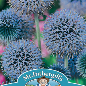 Echinops Globe Thistle