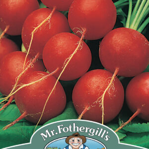 Radish Scarlet Globe