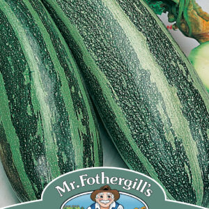 Marrow Long Green Bush 2