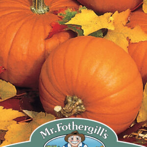 Pumpkin Baby Bear
