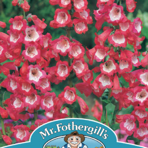 Penstemon Scarlet Queen