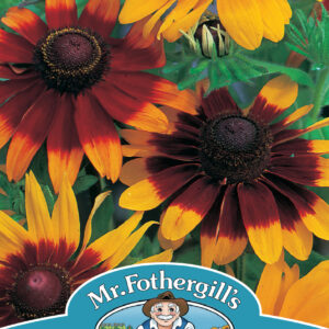 Rudbeckia Gloriosa Daisies