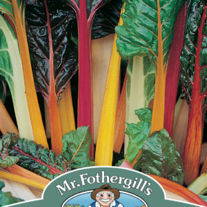 Chard Bright Lights