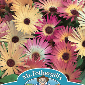 Mesembryanthemum Livingstone Daisy Mixed