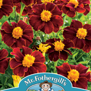 Marigold (French) Red Knight