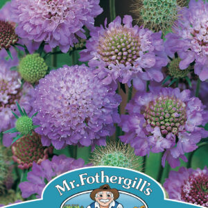 Scabious Blue Cushion