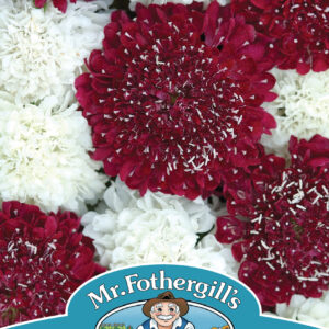 Scabious St George