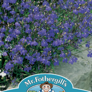 Lobelia Sapphire Trailing