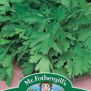 Parsley Giant Of Italy