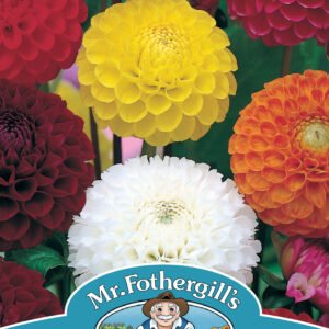 Dahlia Pompon Mixed
