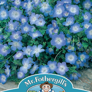 Nemophila Baby Blue Eyes
