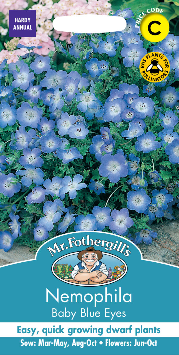 Nemophila Baby Blue Eyes