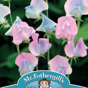 Sweet Pea Turquoise Lagoon