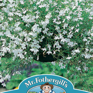 Lobelia White Fountain
