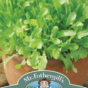 Mixed Lettuce Green Leaves