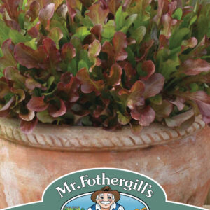 Mixed Lettuce Red Leaves