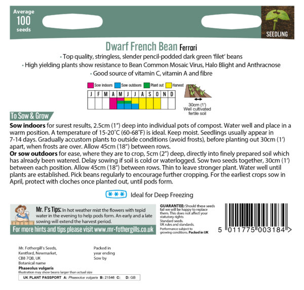 Dwarf French Bean Ferrari - Image 2