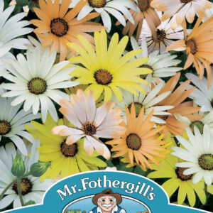 Osteospermum (Annual) Limpopo