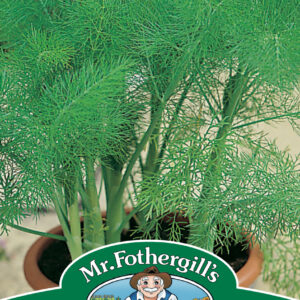 Fennel