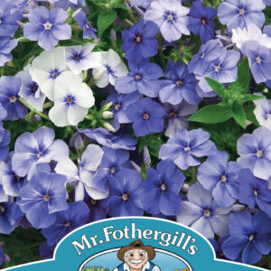 Phlox Moody Blues