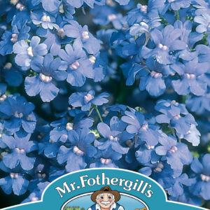 Nemesia Blue Gem