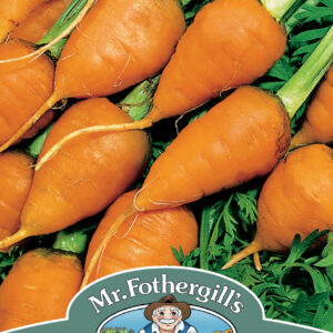 Carrot Royal Chantenay 3