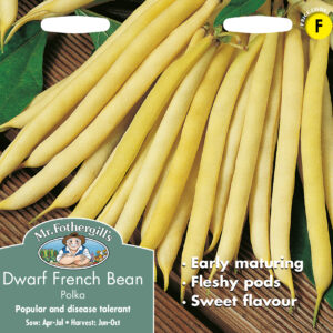 Dwarf French Bean Polka