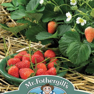 Strawberry Delician F1