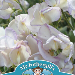 Sweet Pea High Scent