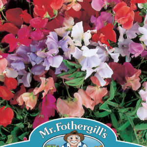 Sweet Pea Dwarf Explorer Mixed