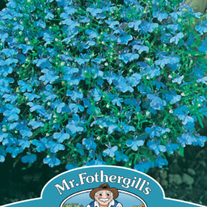 Lobelia Cambridge Blue