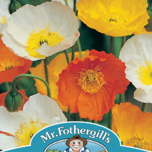 Poppy Iceland Mixed