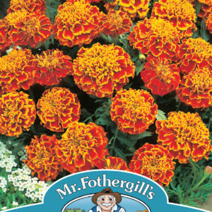 Marigold (French) Honeycomb